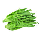 新鲜油麦菜