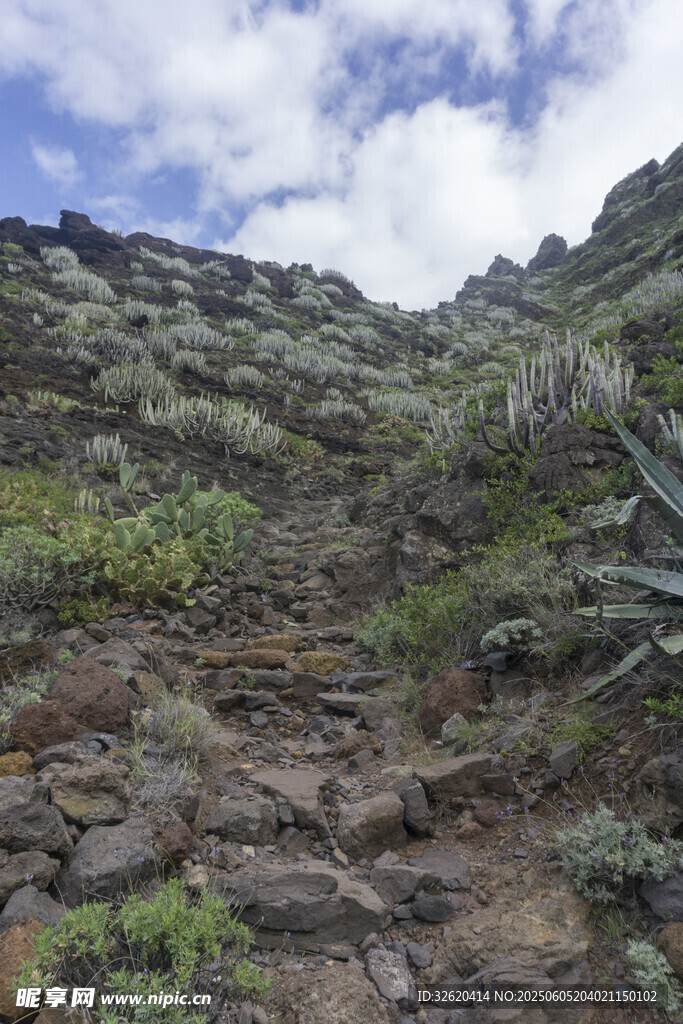 植被 山坡 