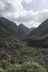 青山 植被
