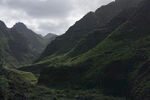 青山 植被