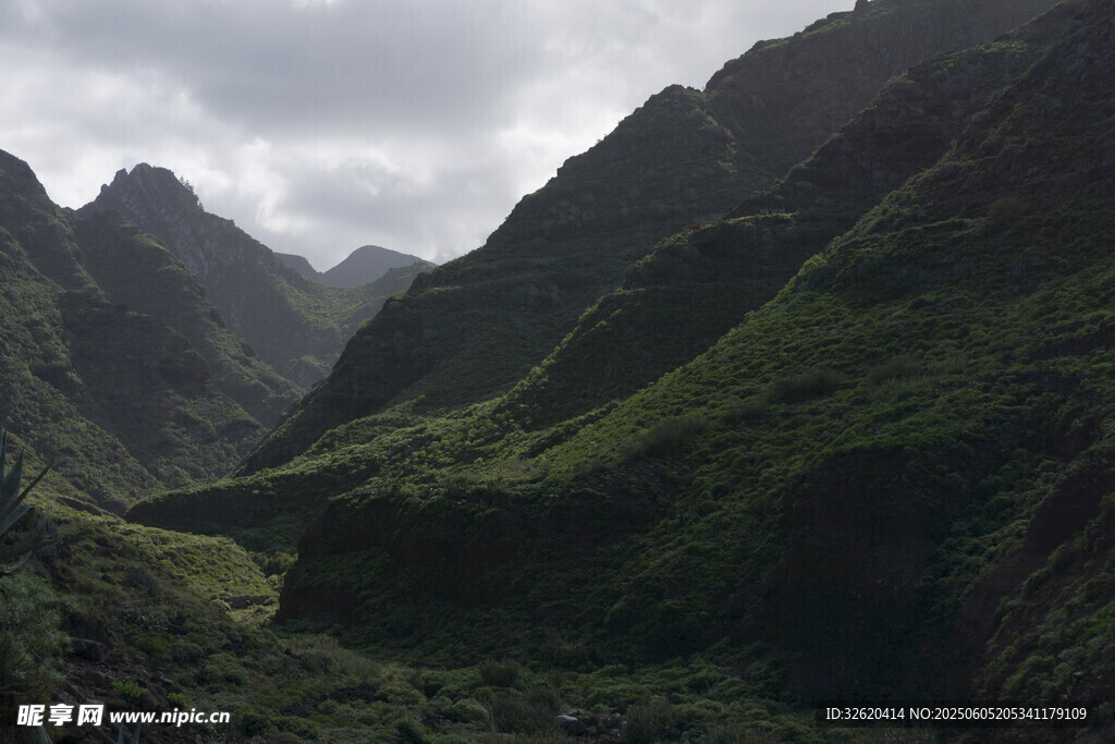 青山 植被