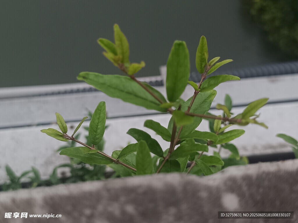 植物