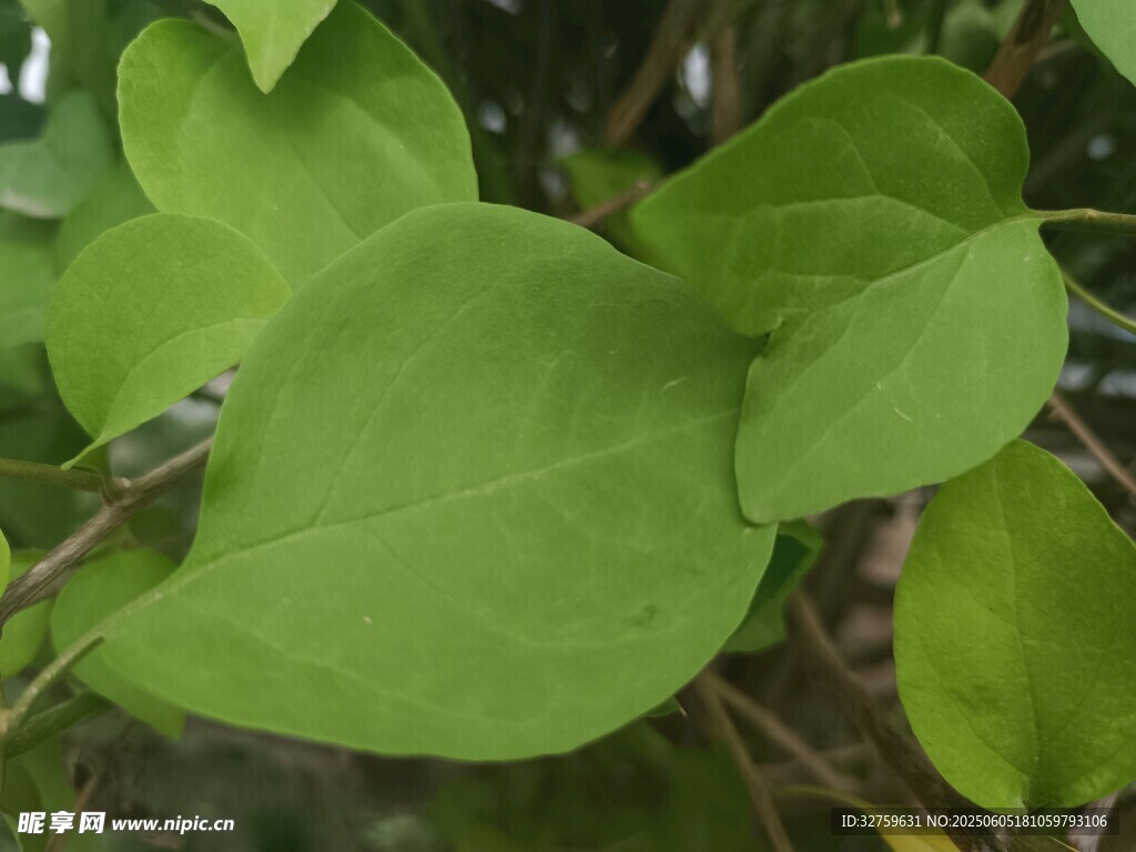 心形叶片