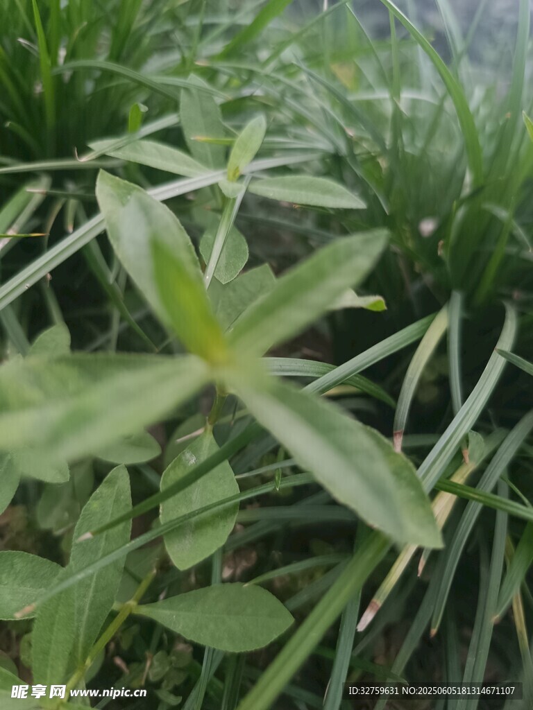 植物