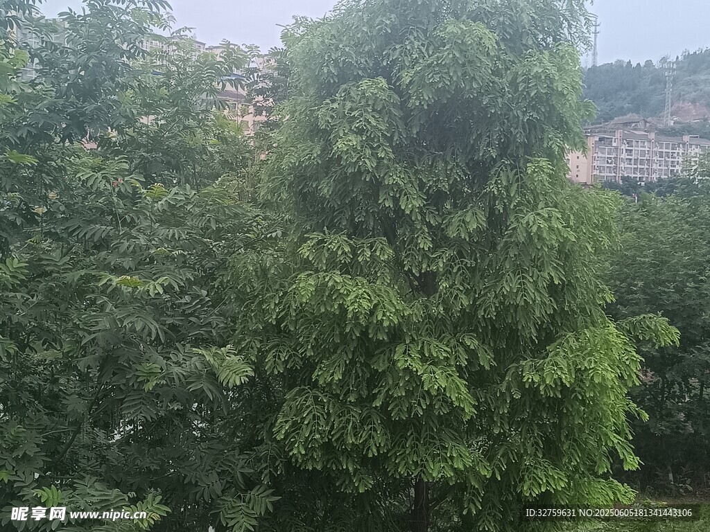 树林