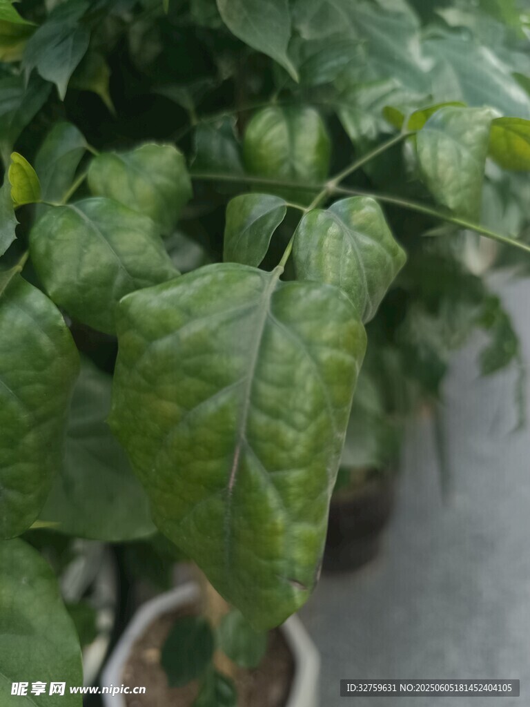 植物
