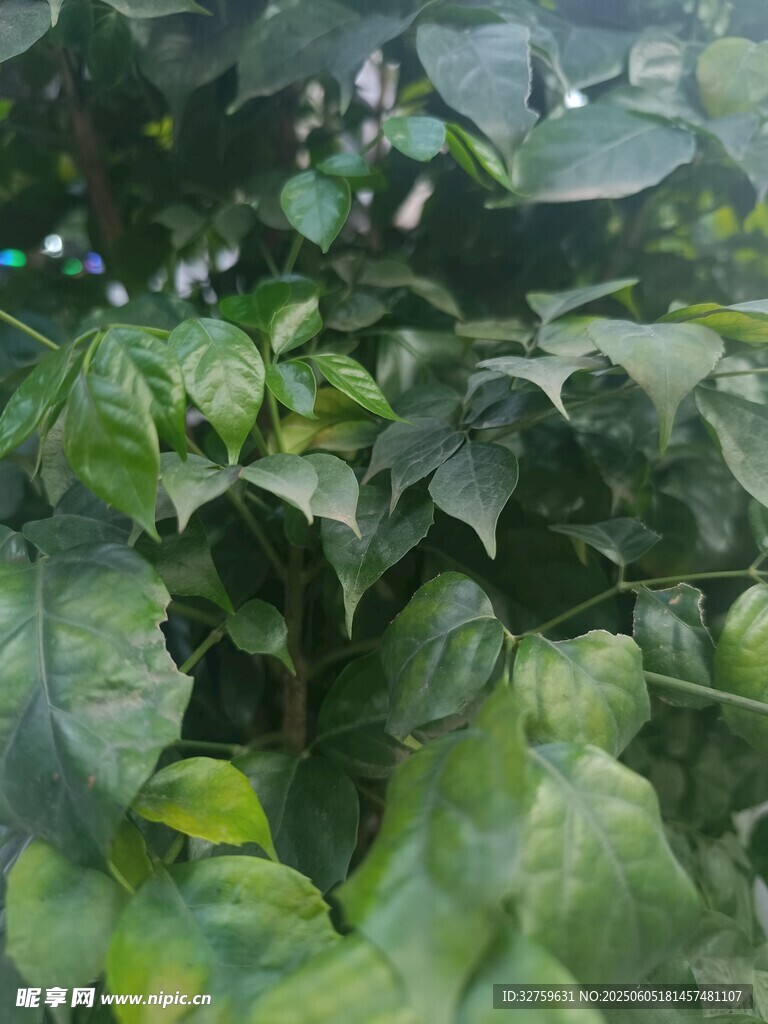 植物