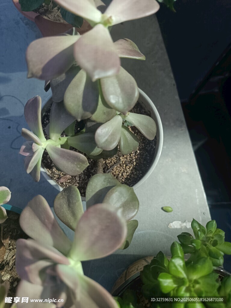 多肉