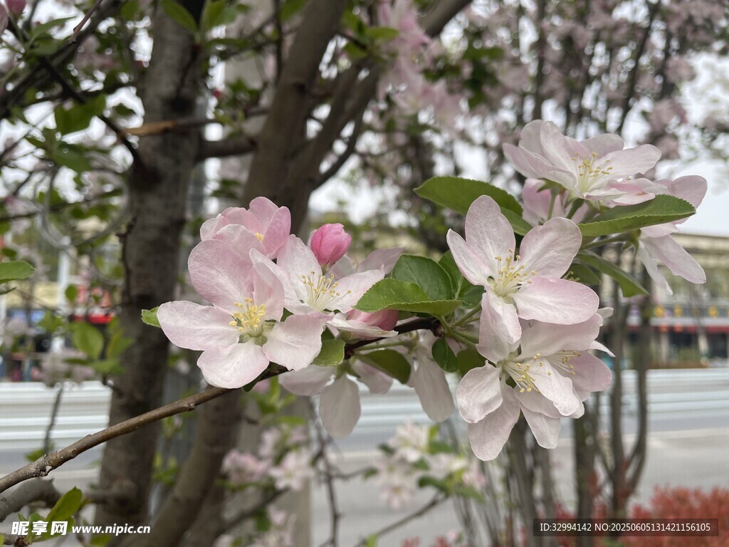 垂丝海棠