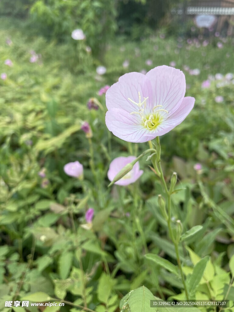 小花