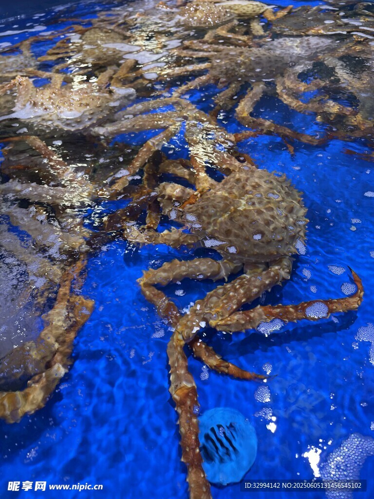 大螃蟹