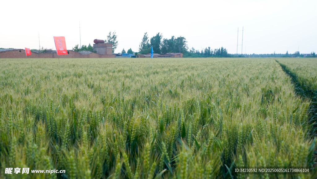 小麦地