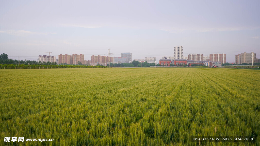 小麦