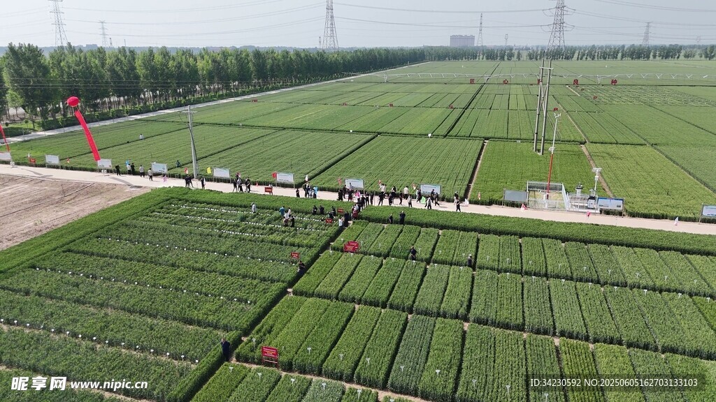 小麦地航拍