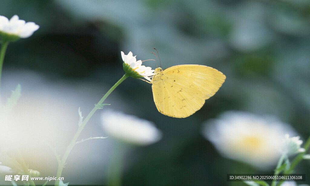 黄蝶停于白花之上