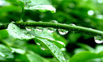 雨后绿叶挂水珠