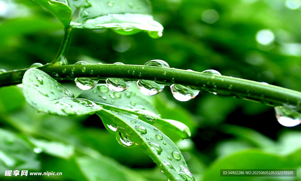 雨后绿叶挂水珠