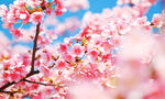春日烂漫樱花绽放枝头