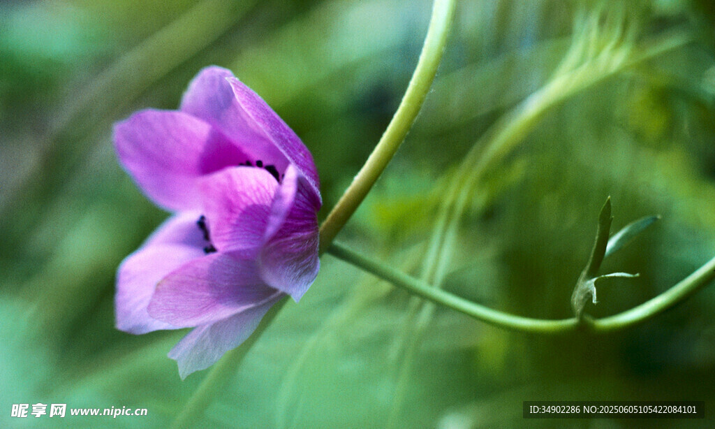紫色小花特写