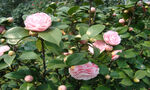 粉色山茶花绽放绿叶间