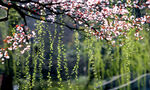 春日繁花垂枝美景