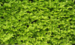 翠绿常春藤植物背景图