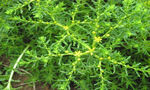 翠绿带刺植物特写
