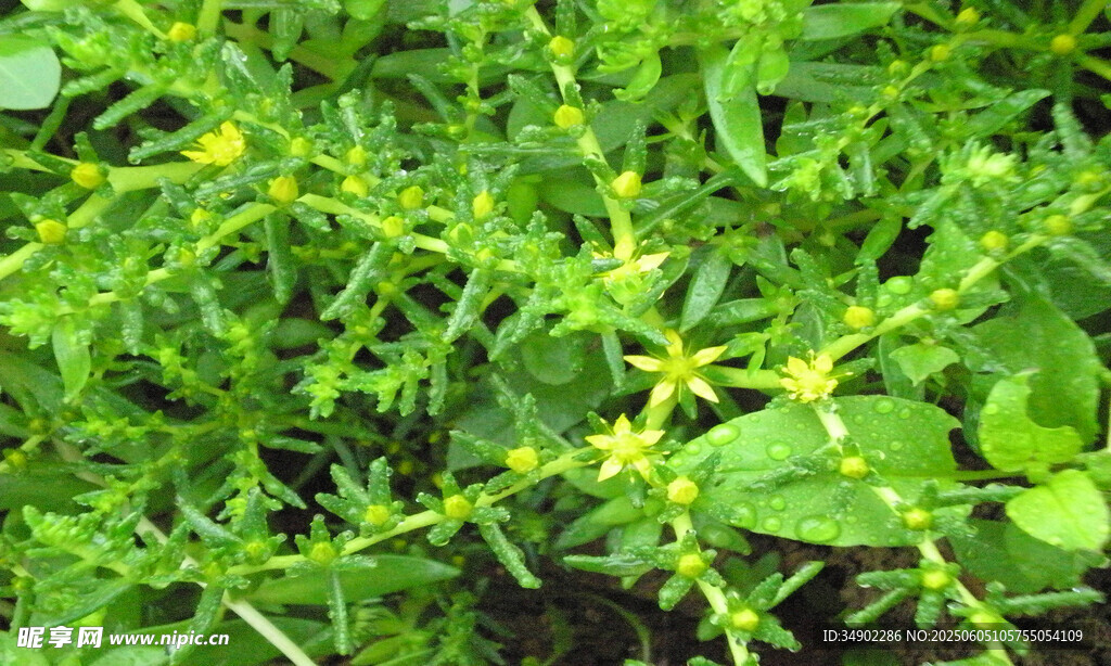 带刺绿植特写