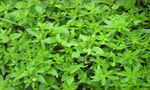 翠绿繁茂的植物叶片