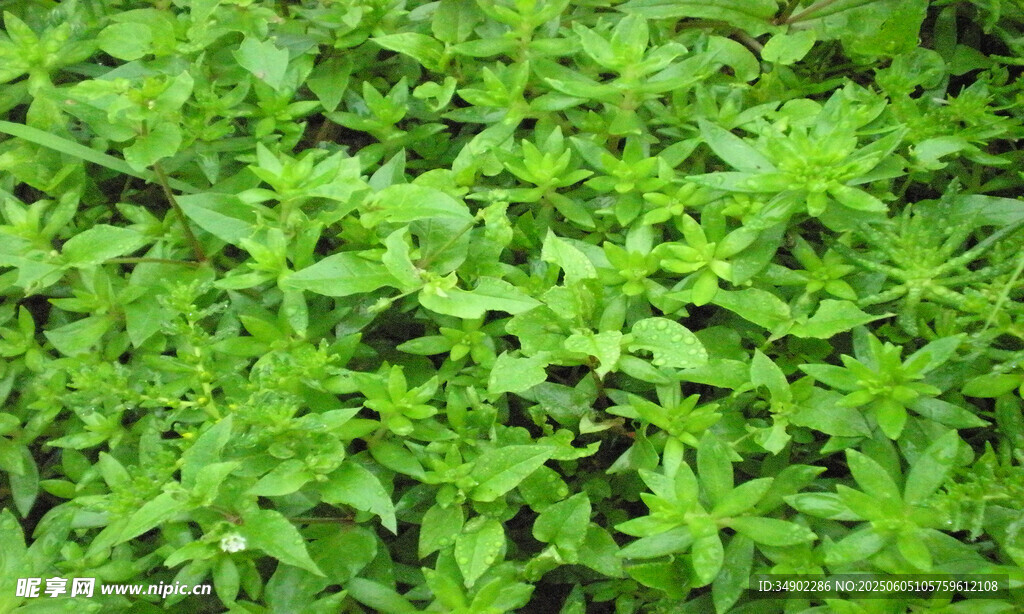 翠绿繁茂的植物叶片