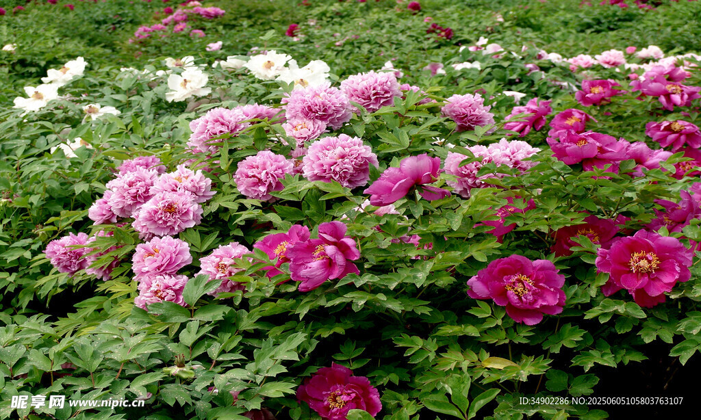多彩牡丹花绽放美景