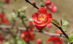 枝头绽放的艳丽红花朵