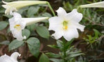 清新白色百合花绽放