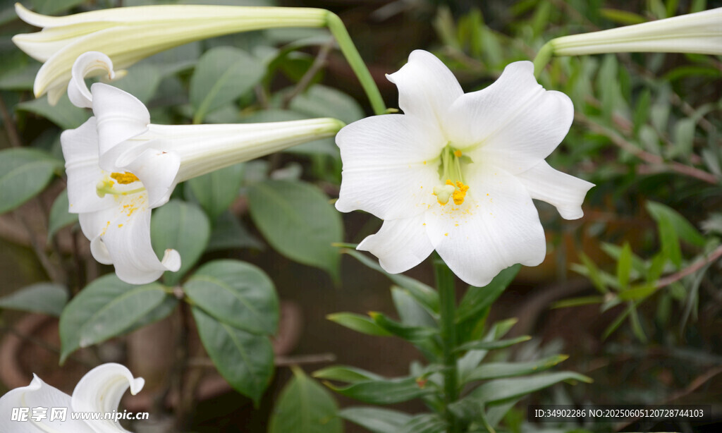 清新白色百合花绽放