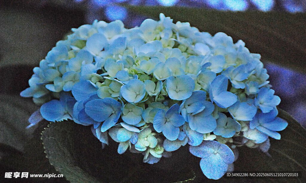 蓝色绣球花特写
