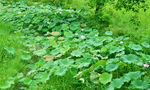 绿意盎然的瓜类植物田地