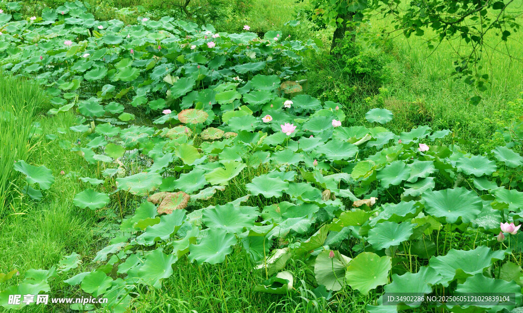 绿意盎然的瓜类植物田地