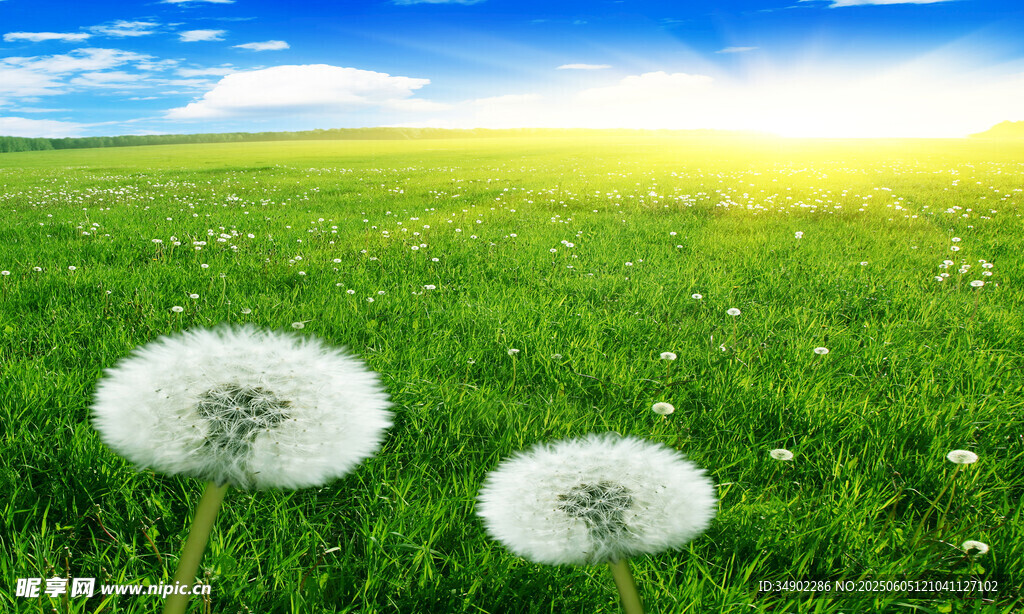 阳光下的蒲公英草地