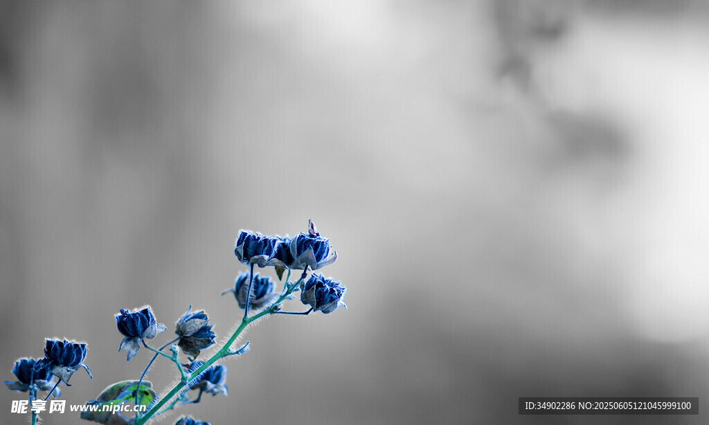 蓝花特写 清新自然之美