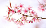 粉嫩樱花枝