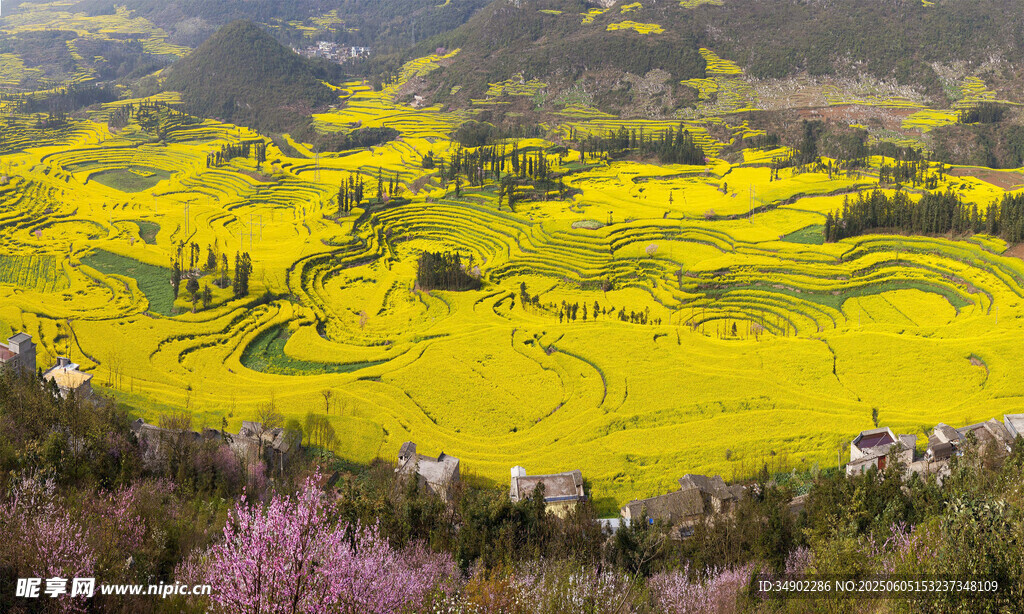 春日金黄油菜花田美景