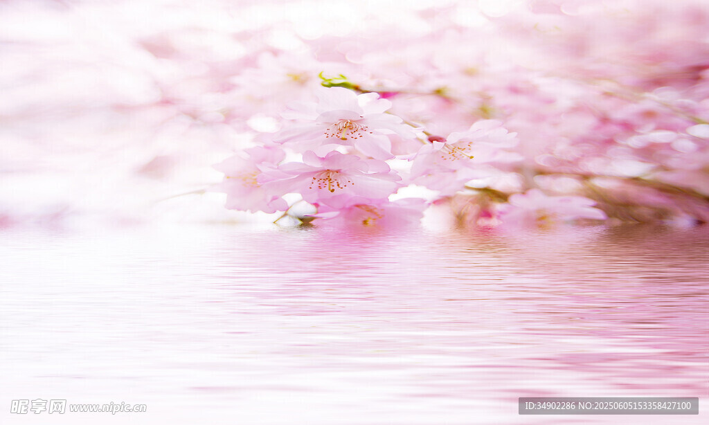 浪漫粉色樱花水面美景