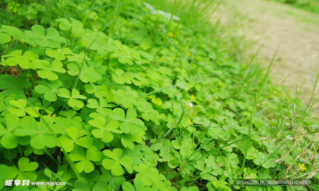 翠绿繁茂的地面绿植景观