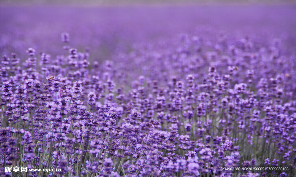紫色薰衣草花海美景
