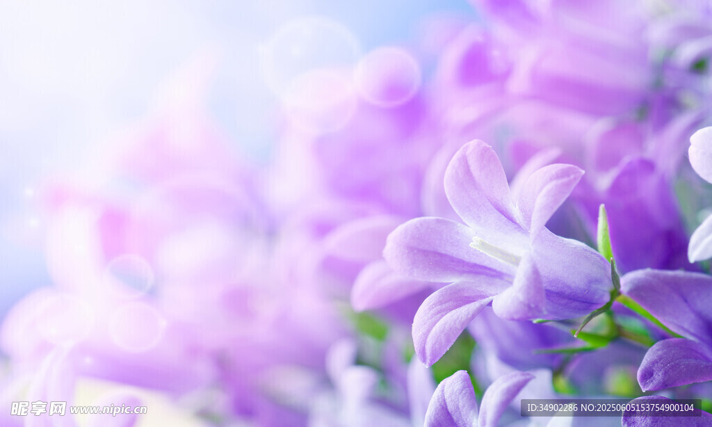 梦幻紫色花卉特写
