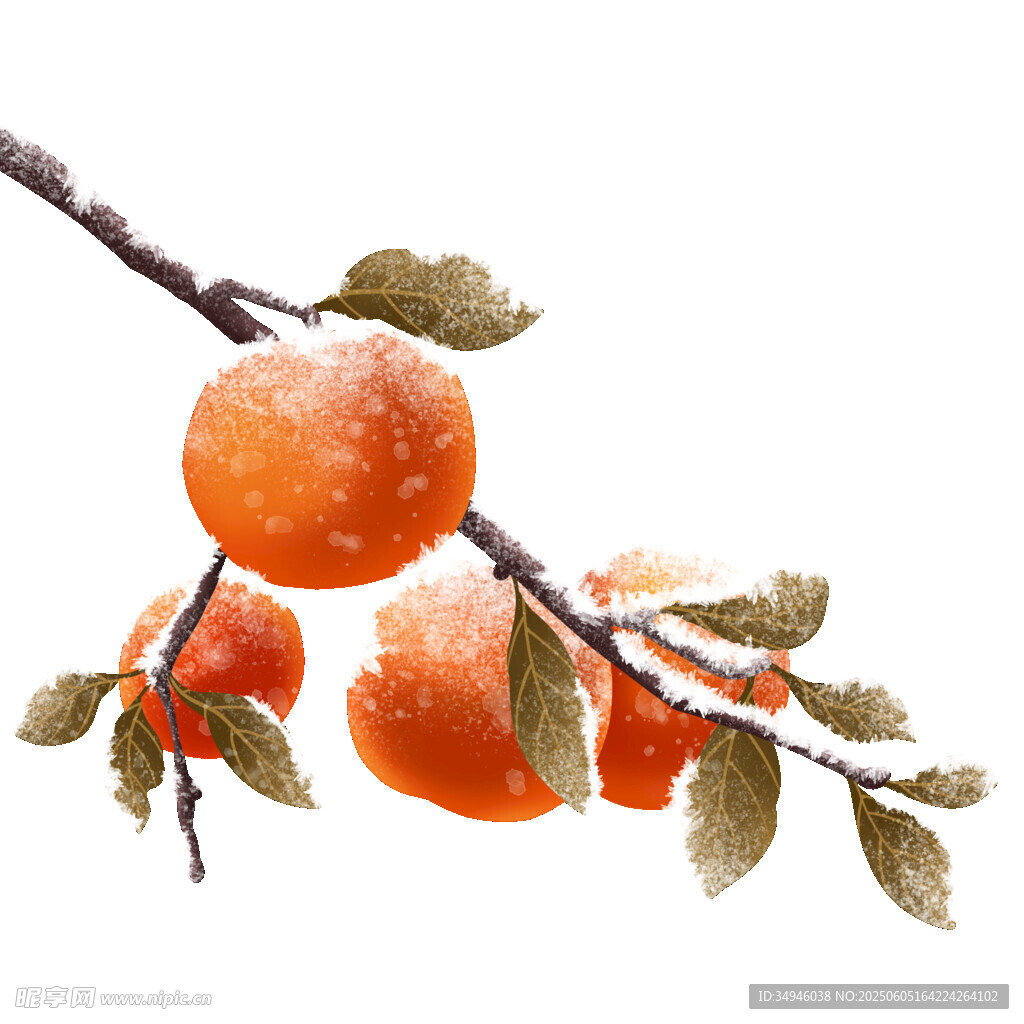 枝头橙果水彩画