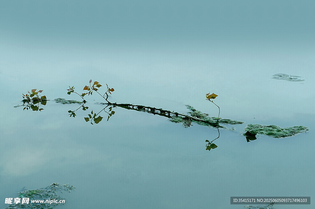水中植物倒影静谧景象