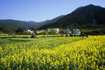 金黄油菜田旁的山野风光