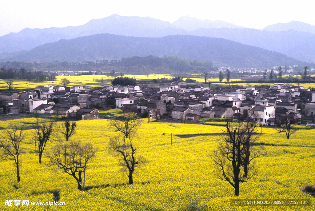 春日乡村油菜花田美景
