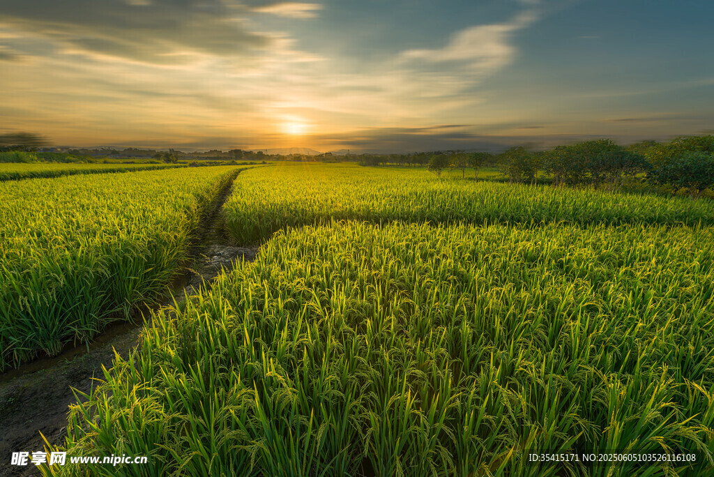 夕阳下的翠绿稻田美景
